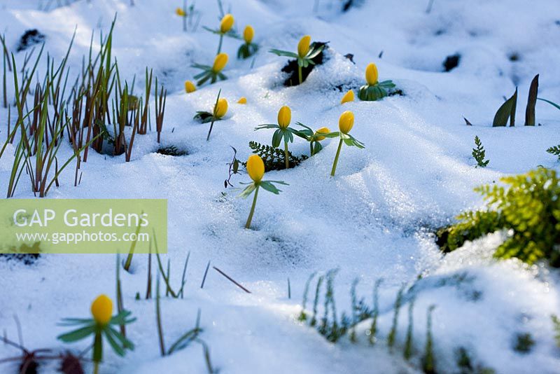 Eranthis hyemalis emerging from the snow