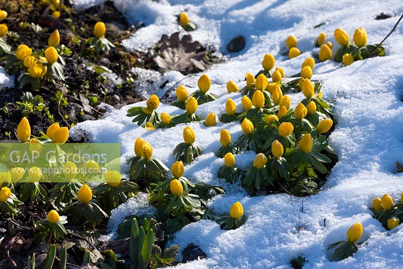 Eranthis hyemalis emerging from the snow
