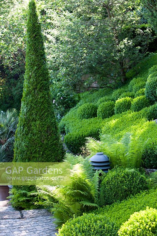 Buxus sempervirens, Dryopteris, Thuja occidentalis 'Smaragd'