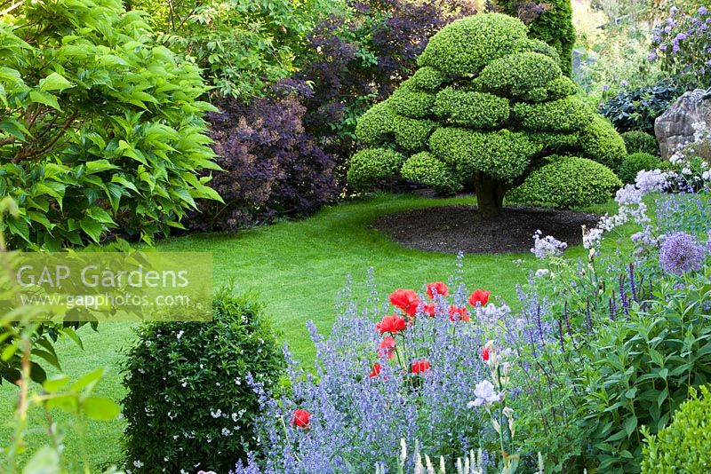 Country garden with clipped Ilex crenata tree, and borders of Nepeta x faassenii 'Walkers Low', Papaver orientale, Allium 'Globemaster'
