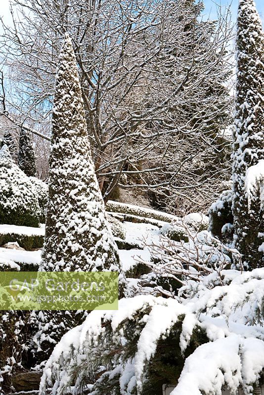  Thuja occidentalis 'Smaragd'