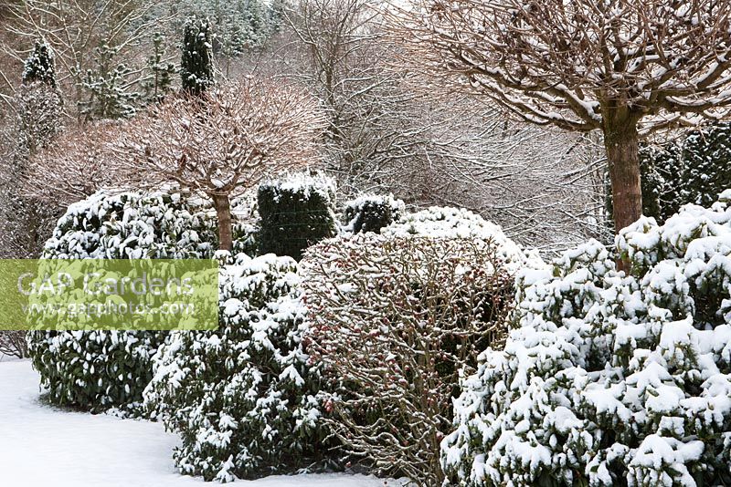 Acer platanoides 'Globosum', Malus, Rhododendron in snow