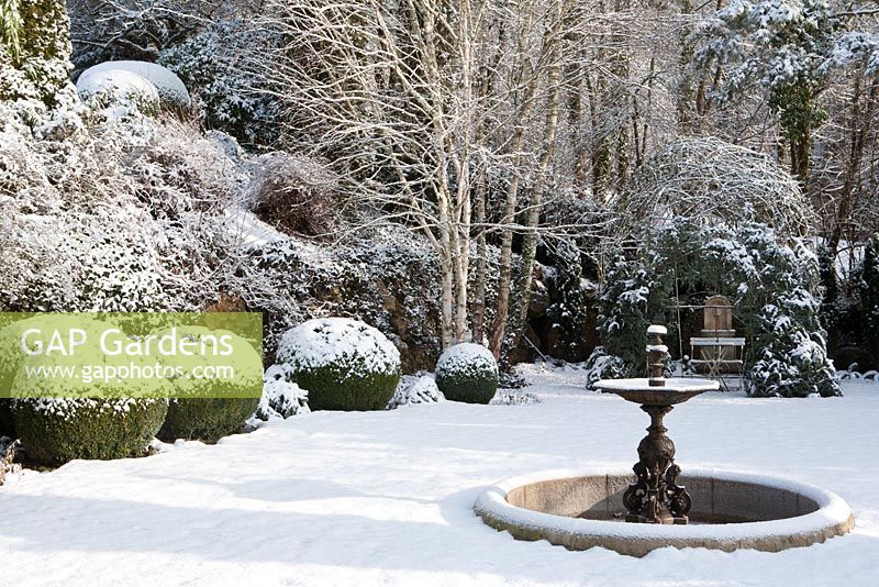 Buxus sempervirens, Betula jacquemontii and fountain in winter garden