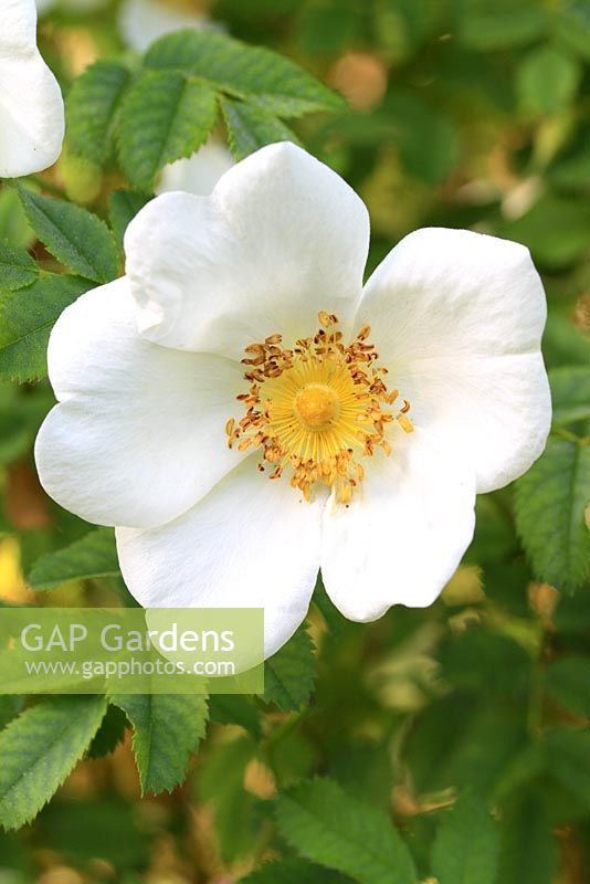 Rosa pimpinellifolia - Scotch Rose flowering in May 