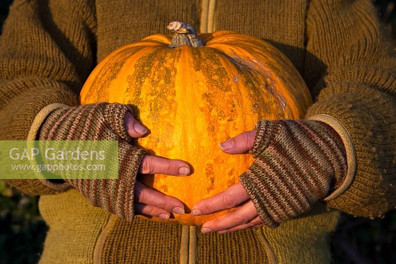 Woman holding organically grown Curcurbita pepo - Squash 'Lady Godiva', grown for its immature seeds harvested before their shells develop