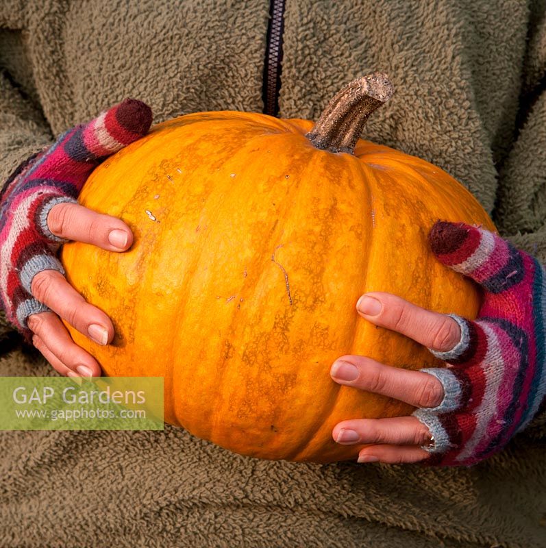 Woman holding organically grown Curcurbita pepo - Squash 'Lady Godiva', grown for its immature seeds harvested before their shells develop
