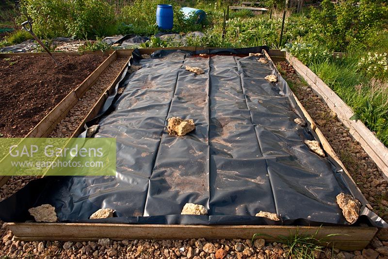 Black plastic sheet mulch acting as weed killer on urban allotment