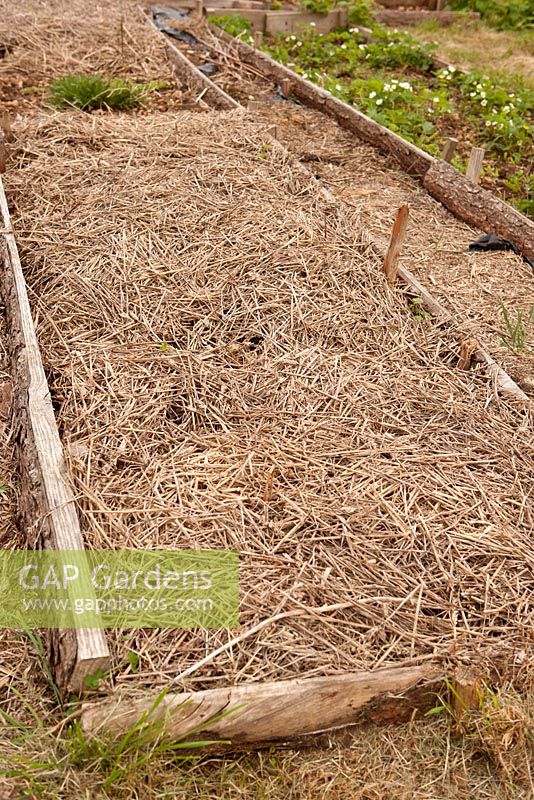 Raised bed mulched with straw, used in no dig gardening method, ready for planting at organic allotment