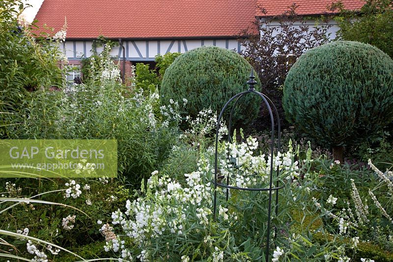 Country garden with timber framed house, topiary and metal obelisks. Rosa 'Swany', Chamaecyparis, Epilobium angustifolium 'Album', Lathyrus latifolius 'Albus' and Verbascum chaixii 'Album'