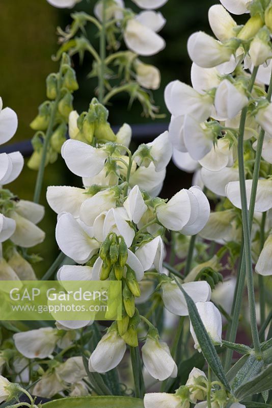 Lathyrus latifolius 'Albus'