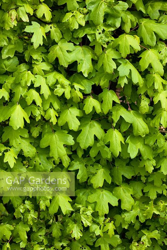 A hedge of Acer campestre - Field Maple
