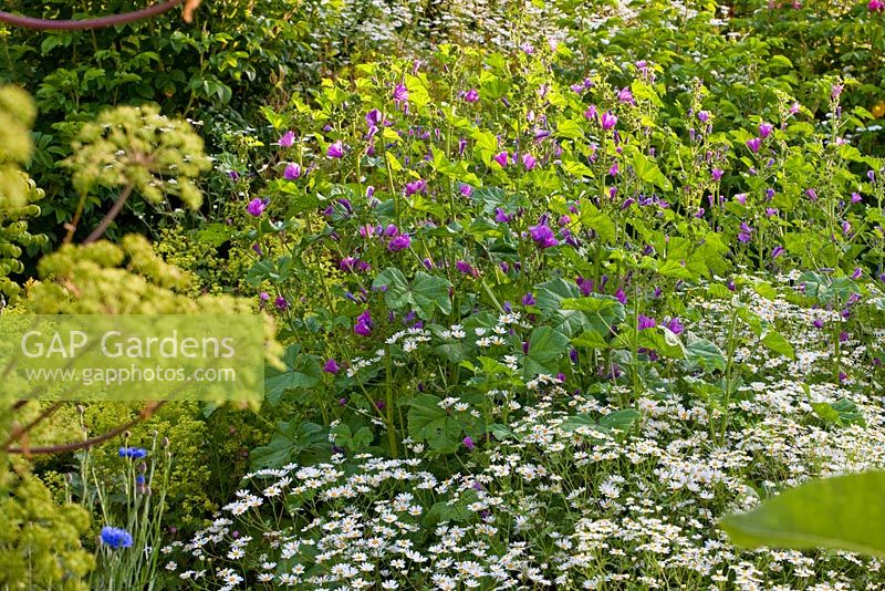 A garden with medicinal herbs, Angelica archangelica, Malva sylvestris and Tanacetum parthenium 