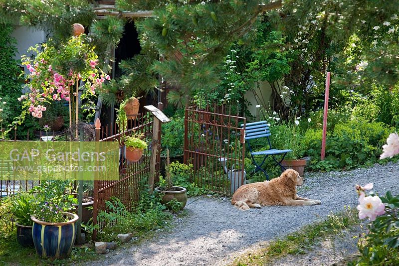 Dog and blue painted chair next to metal gate and fence in a country garden. Plants are Alchemilla mollis and Rosa