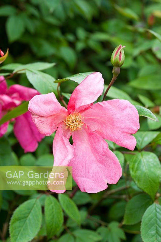 Rosa chinensis 'Mutabilis'