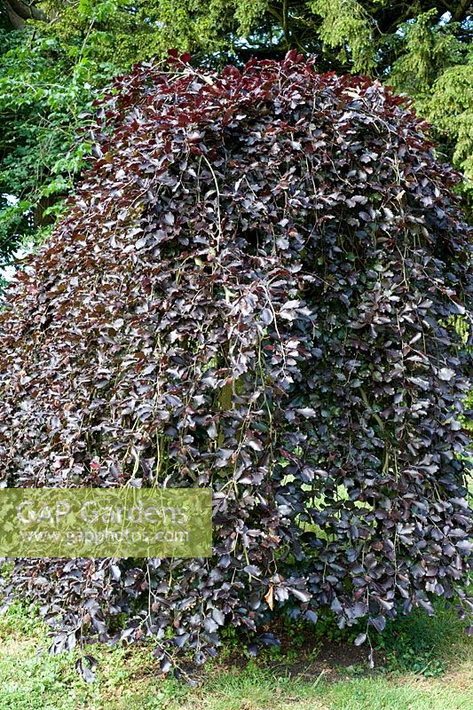 Fagus sylvatica 'Purpurea pendula' - Purple Weeping Beech