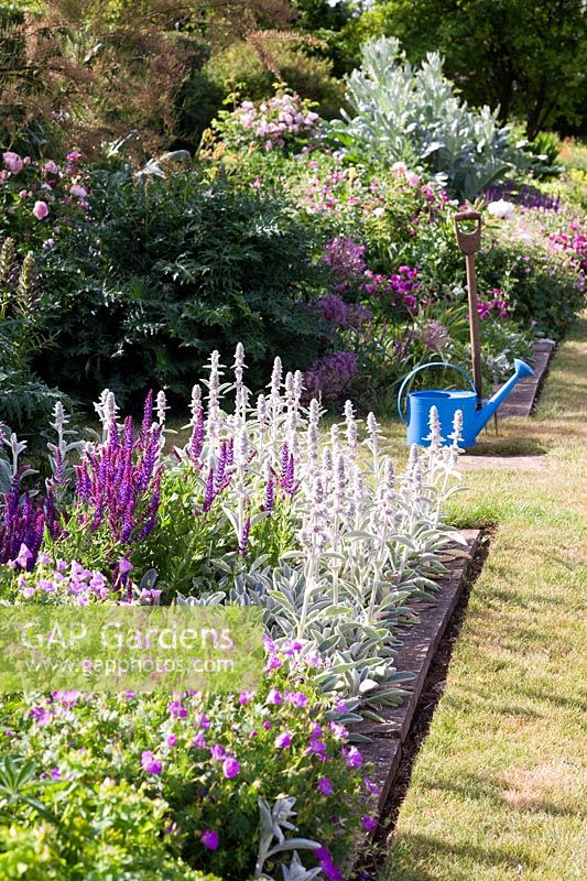 Border of Stachys byzantina - Lambs Ears, Salvia - Sages, and Geraniums with blue watering can and fork
