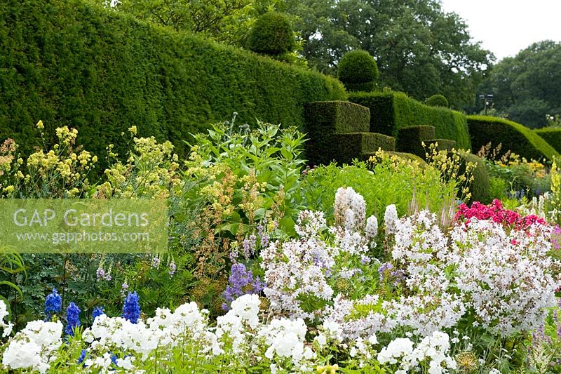 Herbaceous Border in early July backed by a Taxus - Yew hedge. Between the beds are handsome Yew finials designed by Rowland Egerton-Warburton and planted in 1856 - Arley Hall, Cheshire, early July