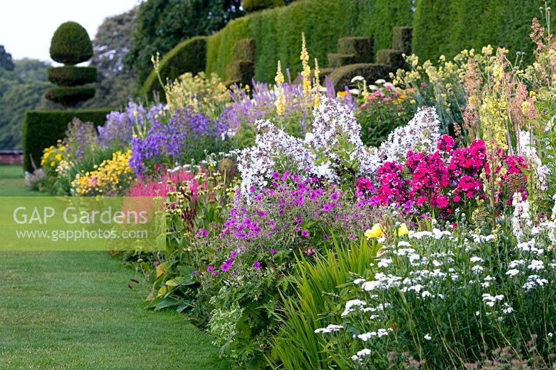 Herbaceous border backed by a Taxus - Yew hedge planted in the 19th Century. Between the beds are Yew finials designed by Rowland Egerton-Warburton and planted in 1856 - Arley Hall, Cheshire, early July