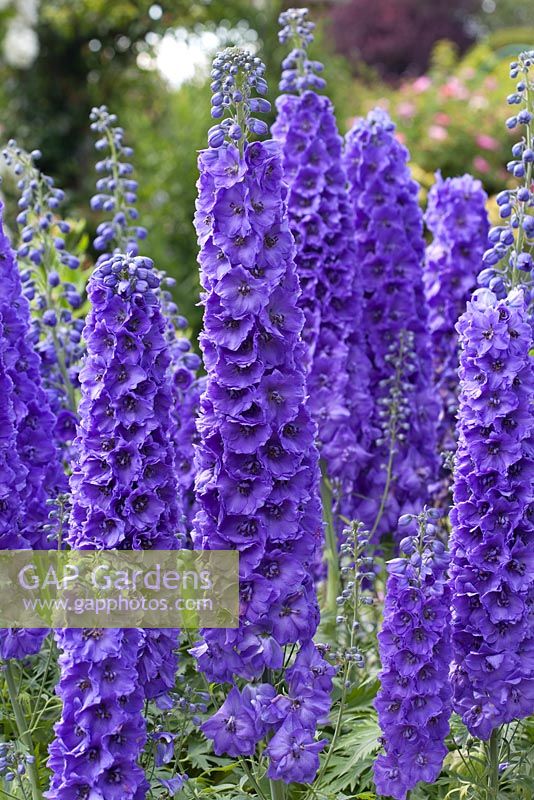 Delphinium 'Mighty Atom'