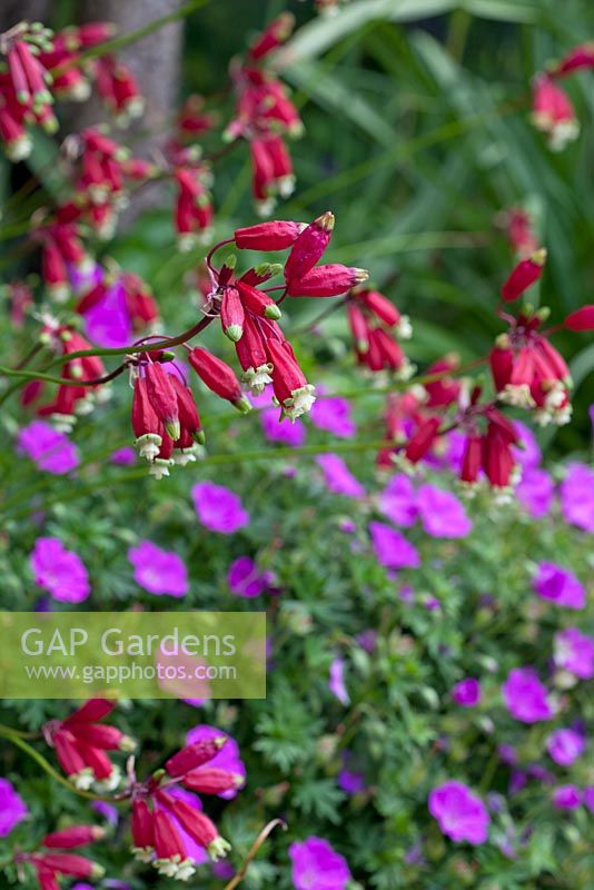 Dichelostemma ida-maia - Californian Firecracker with bright purple Hardy Geraniums in the background