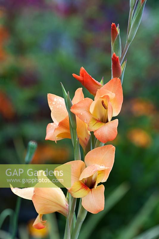 Gladiolus gandavensii 'Boone'