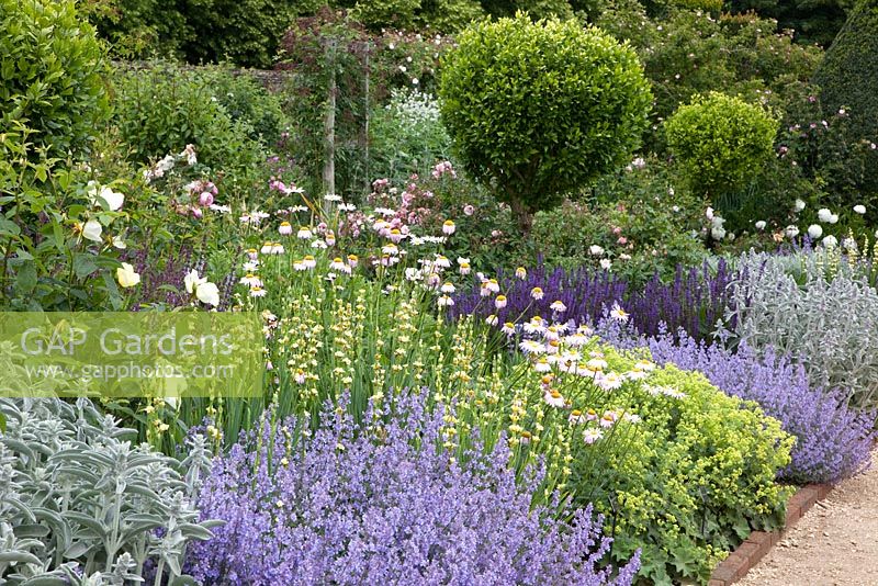 Summer border with drought tolerant planting of Nepeta, Salvia nemorosa, Stachys byzantina, Alchemilla mollis and Sisyrinchium