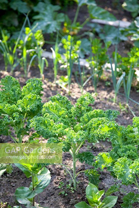 Brassica oleracea var. Acephala - Curly Kale