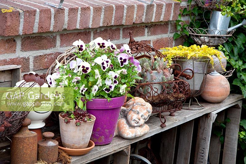 Viola - Pansies in pink pot with collection of garden decorations on shelf - Scheper Town Garden  