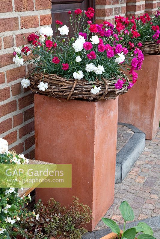 Dianthus - Carnations in baskets on plinths by front door - Scheper Town Garden 
 