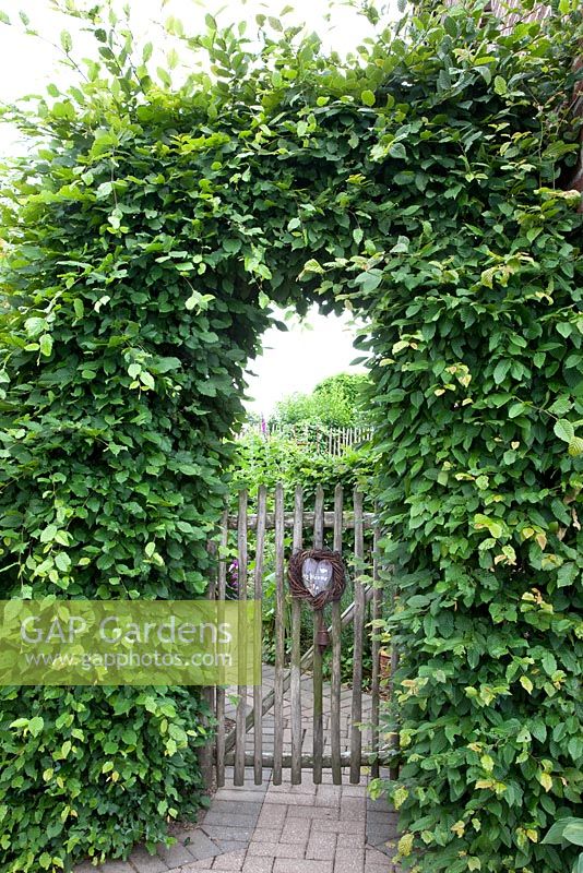 Wooden gate under arch of Carpinus betulus - Hornbeam - Scheper Town Garden 
 