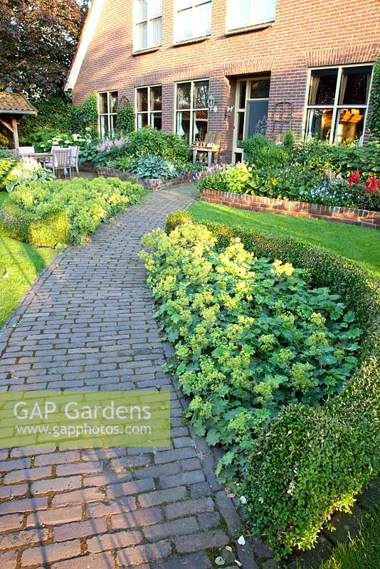 Brick path bordered by Alchemilla mollis and Buxus hedging - Broekhuis Garden