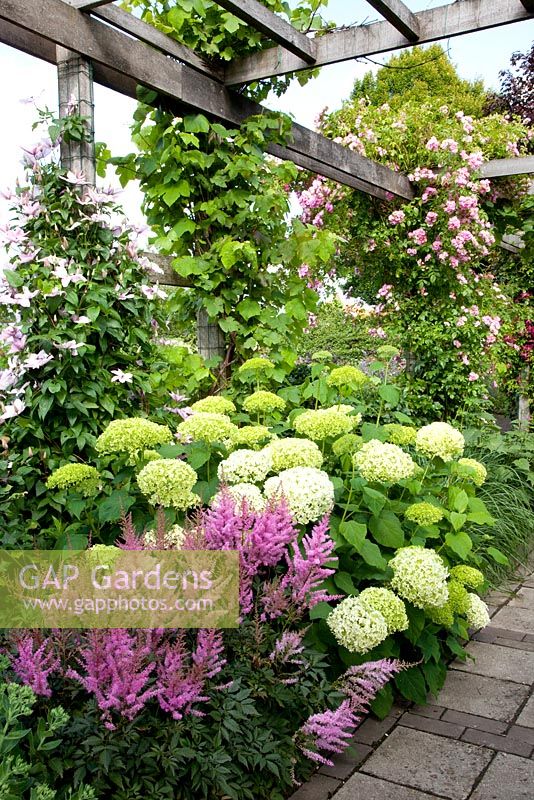 Pergola with Clematis 'Hagley hybrid', Rosa 'Blush Rambler' and Vitis vinifera 'Schone van Boskoop'. Hydrangea 'Annabelle' and Astilbe japonica 'Elisabeth van Veen' in border underneath - Broekhuis Garden
