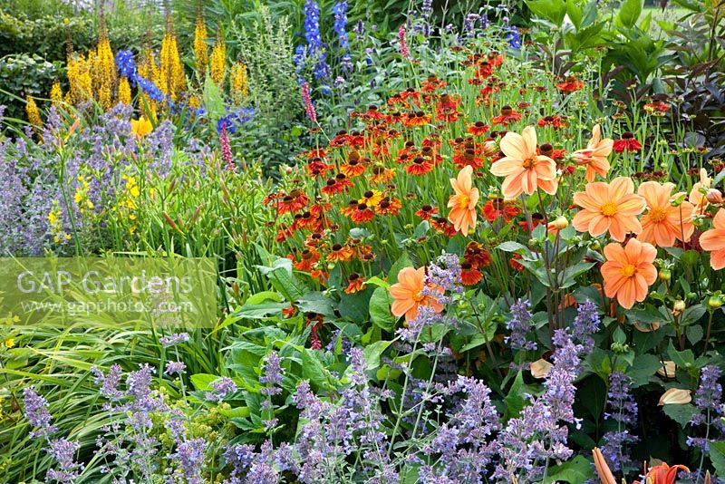 Border of Delphinium, Helenium 'Indianersommer', Nepeta 'Walkers Low', Ligularia przewalskii 'The Rocket', Lysimachia punctata, Dahlia 'Hemerik' - Broekhuis Garden 
 