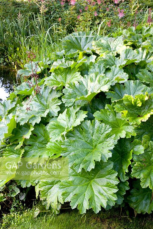 Darmera peltata - Umbrella Plant, by pond