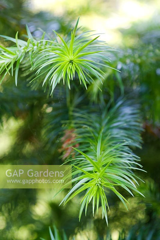 Cunninghamia lanceolata - China Fir tree leaves in sunlight
