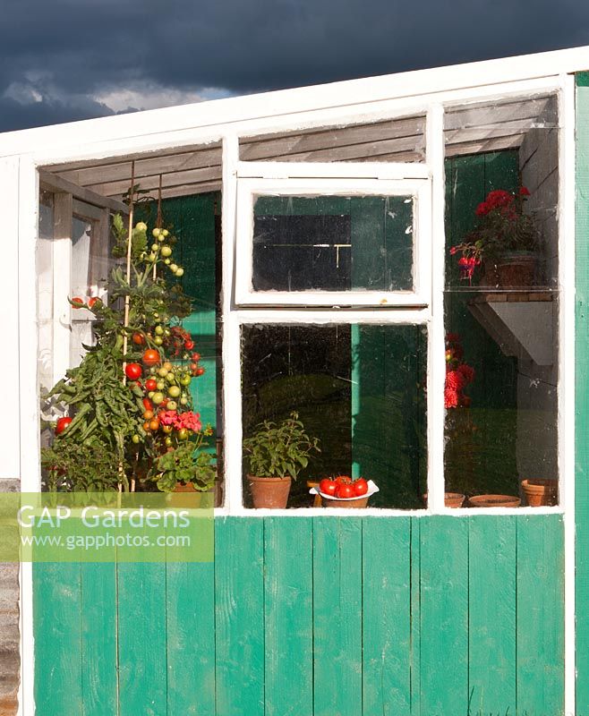 Lean to greenhouse with Tomatoes growing inside. 'The Schedule' garden - Gold Medal winner, RHS Flower Show Tatton Park, Cheshire 2011
