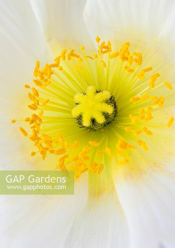 Papaver nudicaule - Iceland Poppy