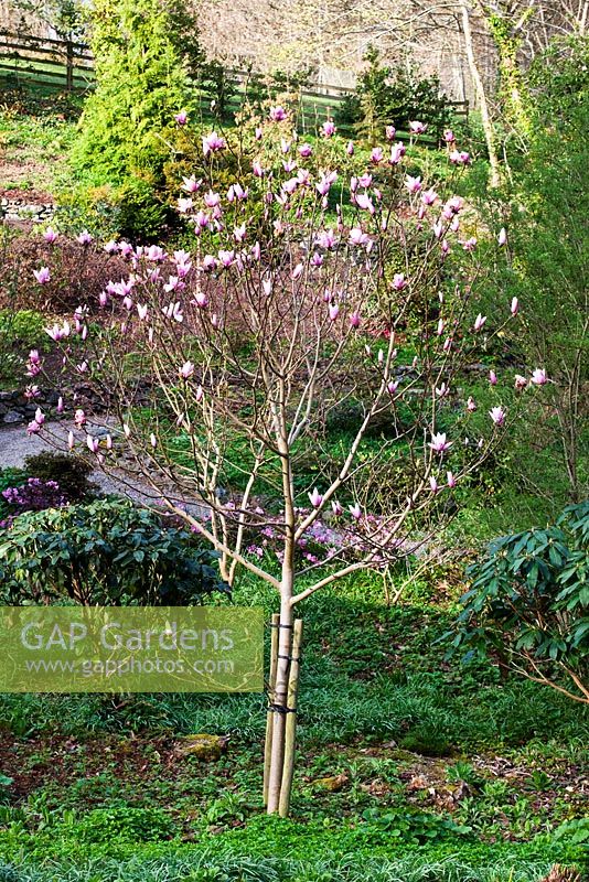 Plas Cdanant Gardens, Menai Bridge, Anglesey, Wales. April. Magnolia 'Star Wars' in area below Walled Garden. 
