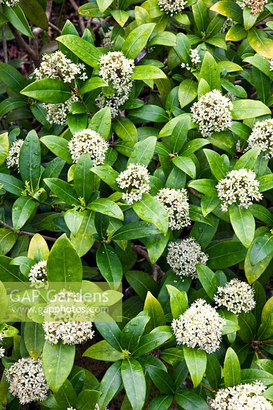 Skimmia x confusa 'Kew Green'