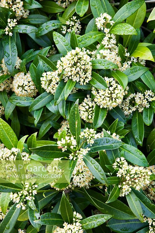 Skimmia x confusa 'Kew Green'