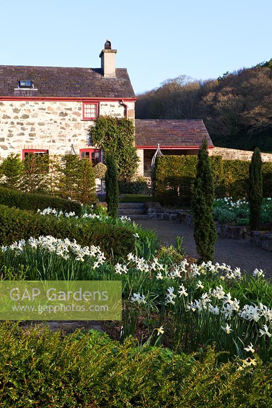Plas Cdanant Gardens, Menai Bridge, Anglesey, Wales. April. View across double borders to Garden Cottage. Narcissus 'Jenny'