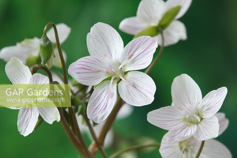 Claytonia virginica - Purslane, Spring Beauty, April