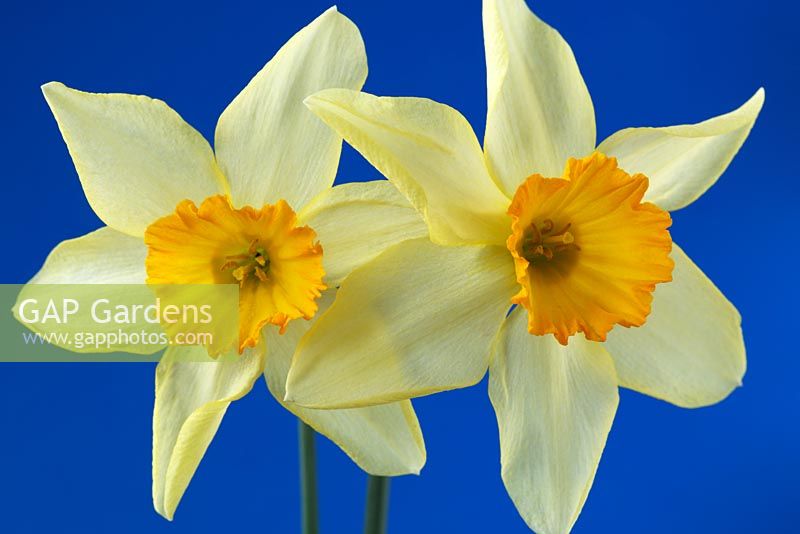 Narcissus 'Barrii Conspicuous' Daffodil Div.3 Small-cupped. March