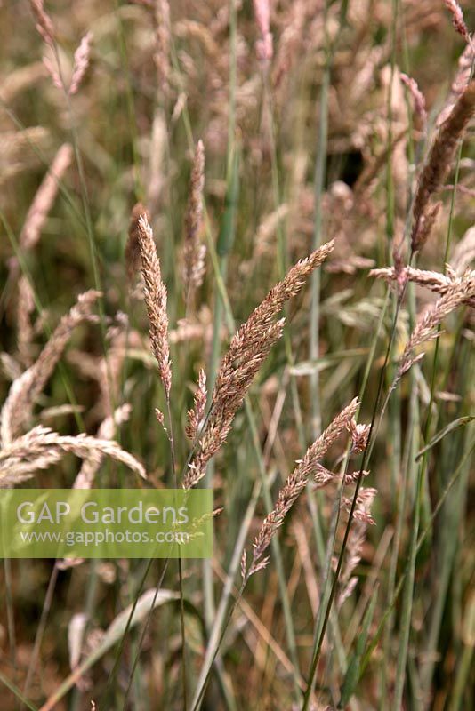 Holcus lanatus - Yorkshire Fog