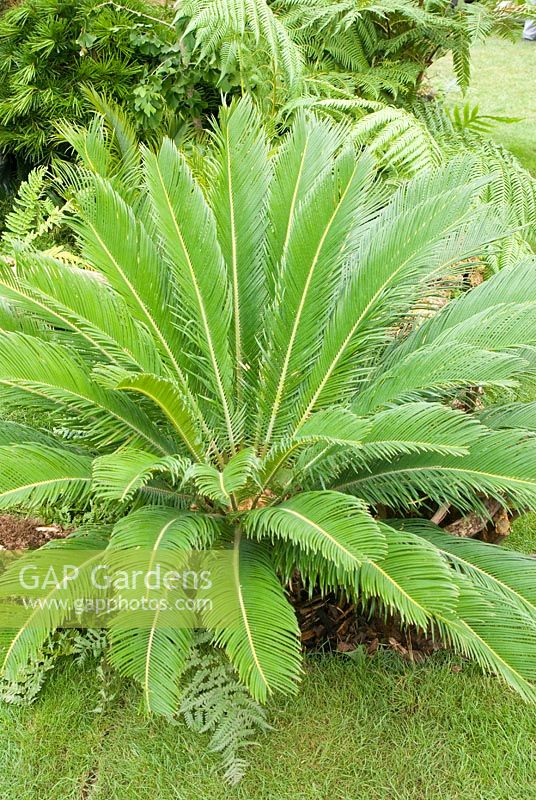 Cycad. Chester Zoo 'Dinosaurs at Large' garden designed by Mark Hargreaves and Mark Sparrow. RHS Tatton Flower Show 2011