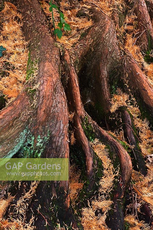 Metasequoia glyptostroboides - Dawn Redwood roots, RHS Wisley, Surrey

