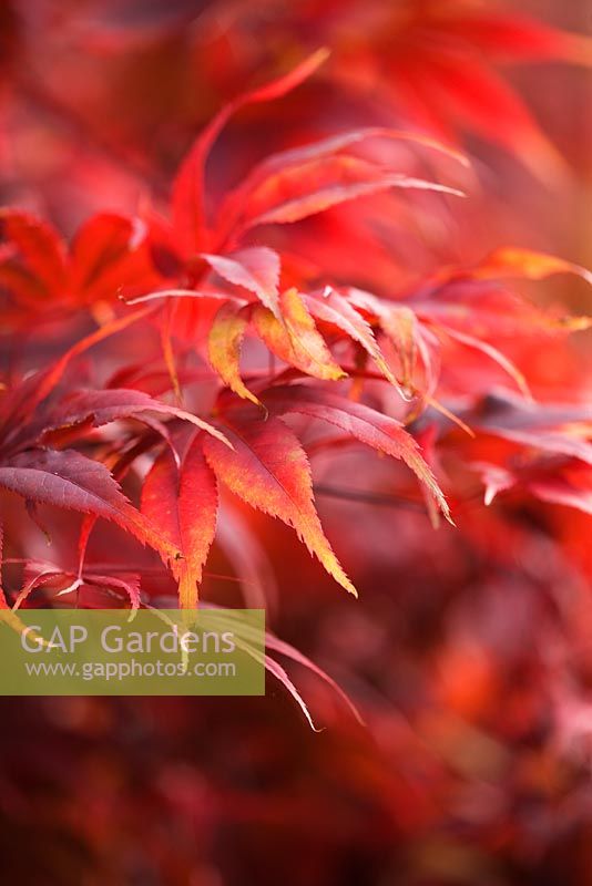 Acer palmatum 'Umegae', Westonbirt Arboretum 
