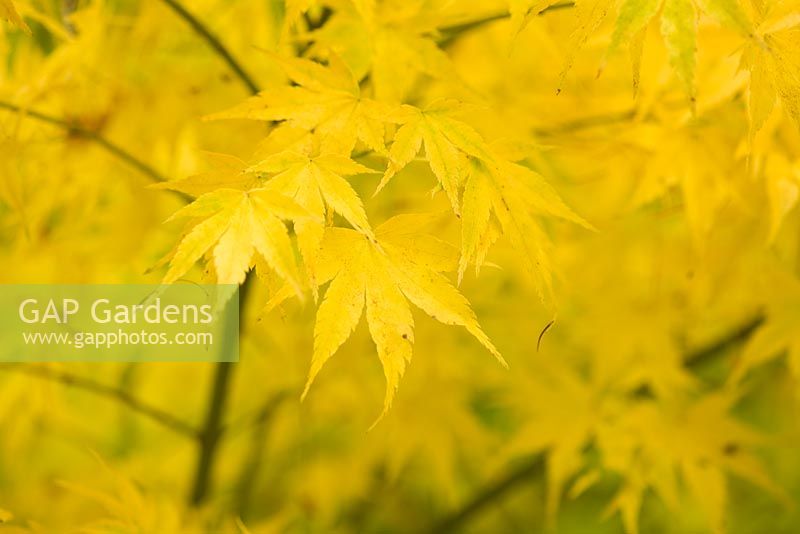 Acer palmatum 'Shidava Gold', Westonbirt Arboretum
