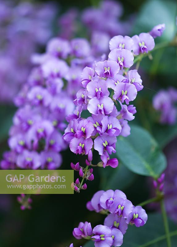 Hardenbergia violacea - Purple coral pea 
