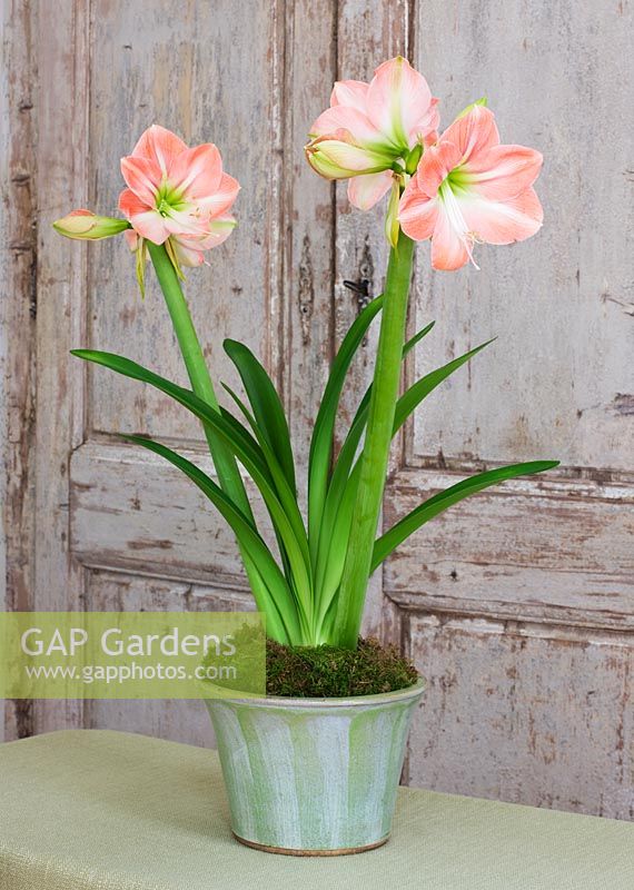 Amaryllis - Hippeastrum 'Darling' in green glazed container